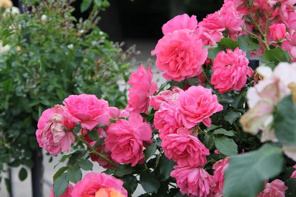 Rosenbusch Flower Seeds for Planting  Beautiful Blossoms for Your Garden