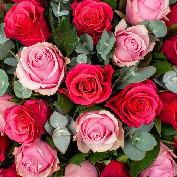 Red Pink Rose Flower seeds for Planting - Seasonal Bloomer, Heirloom & GMO Free Seeds for Home Garden
