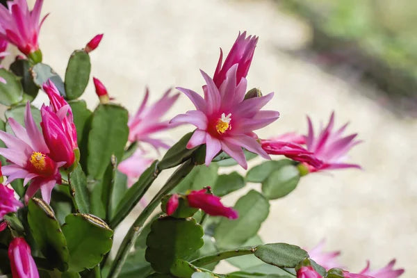 Pink Hatiora Rosea Planting Seeds - Beautiful Perennial Flower Seeds