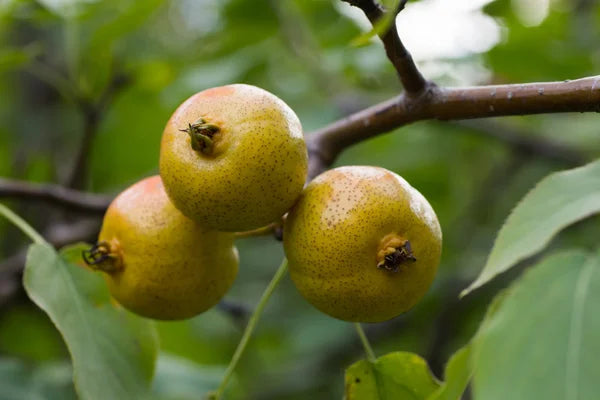 Wild Pear Tree Planting Guide for Fruitful Yields  Seed for Sustainable Growth and Garden Enrichment