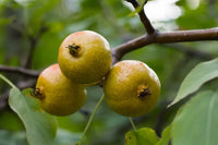 Wild Pear Tree Planting Guide for Fruitful Yields  Seed for Sustainable Growth and Garden Enrichment