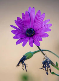Light Violet Gazania Flower Seeds for Planting Garden Favorite Heirloom & GMO Free Seeds for Home Garden
 
 Sale