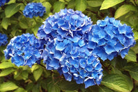 Thick Blue Geranium Flower seeds for Planting Low Maintenance Heirloom & GMO Free Seeds for Home Garden