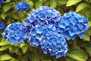 Thick Blue Geranium Flower seeds for Planting Low Maintenance Heirloom & GMO Free Seeds for Home Garden