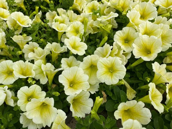 Yellow and White Petunia Flower seeds for Planting - Pollinator Friendly, Heirloom & GMO Free Seeds for Home Garden