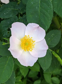 White Canina Flower seeds for Planting Drought Tolerant Heirloom & GMO Free Seeds for Home Garden
 
 Sale
