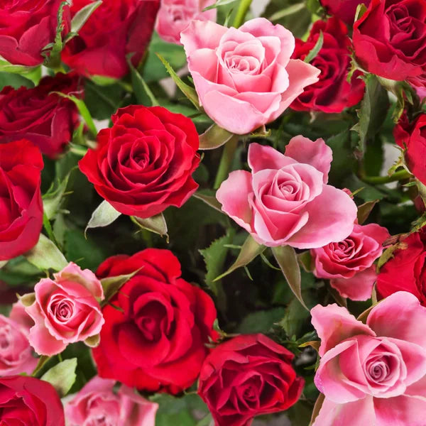 Red Pink Rose Flower seeds for Planting - Seasonal Bloomer, Heirloom & GMO Free Seeds for Home Garden