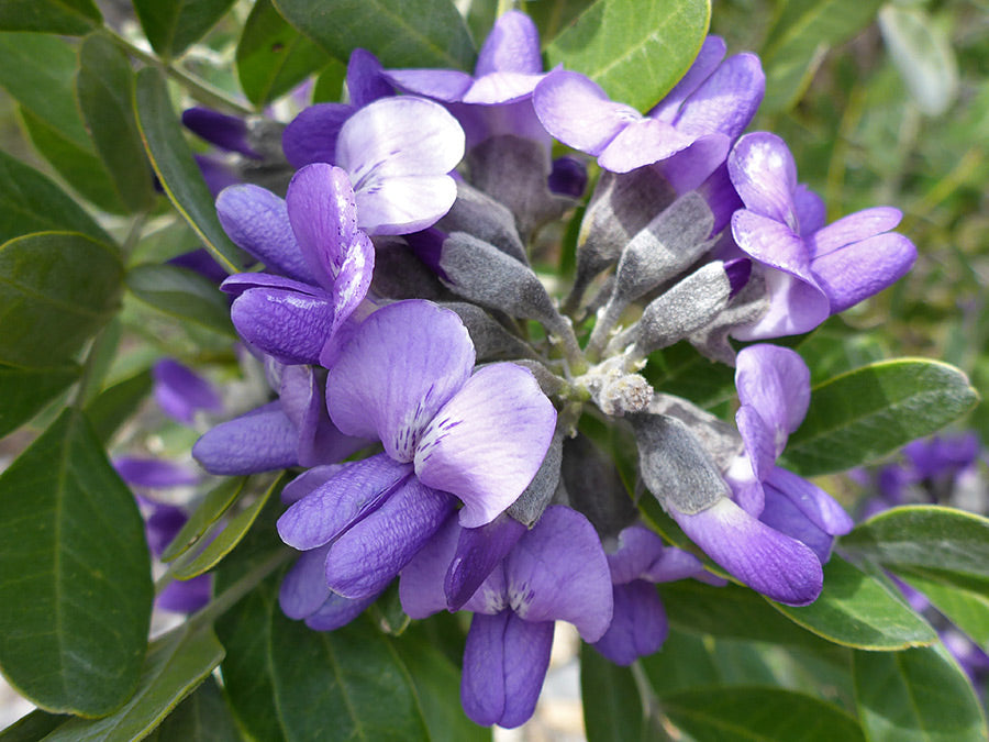 Secundiflora Flower seeds for Planting Drought Tolerant Heirloom & GMO Free Seeds for Home Garden
