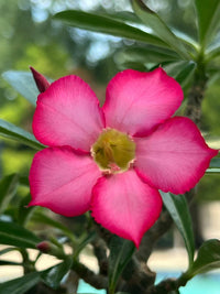 Red Pink Adenium Flower Seeds for Planting Drought Tolerant Heirloom & GMO Free Seeds for Home Garden
 
 Sale