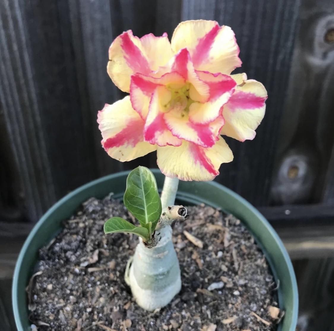 Yellow Red Adenium Obesum Flower Seeds for Planting Low Maintenance Heirloom & GMO Free Seeds for Home Garden  Sale