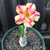 Yellow Red Adenium Obesum Flower Seeds for Planting Low Maintenance Heirloom & GMO Free Seeds for Home Garden  Sale