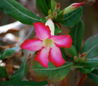 White (White Pink) seeds for planting in home garden