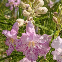 Chilopsis Flower seeds for Planting Colorful Display Heirloom & GMO Free Seeds for Home Garden