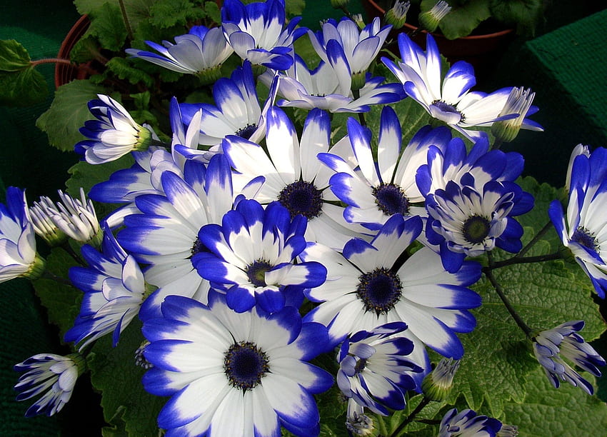 Blue White Cineraria Flower seeds for Planting - Sun Loving, Heirloom & GMO Free Seeds for Home Garden