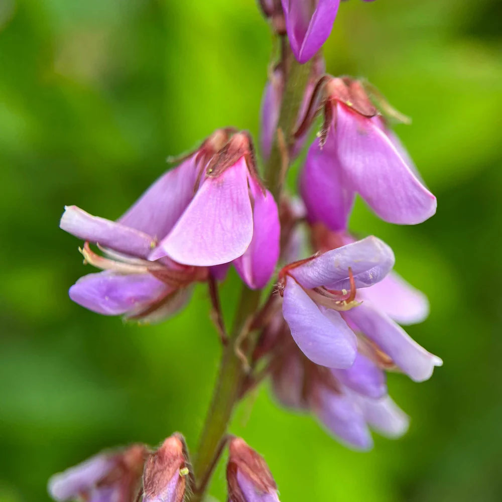 Showy Tick Trefoil Flower seeds for Planting, Fragrant Blossoms Heirloom & GMO Free Seeds for Home Garden