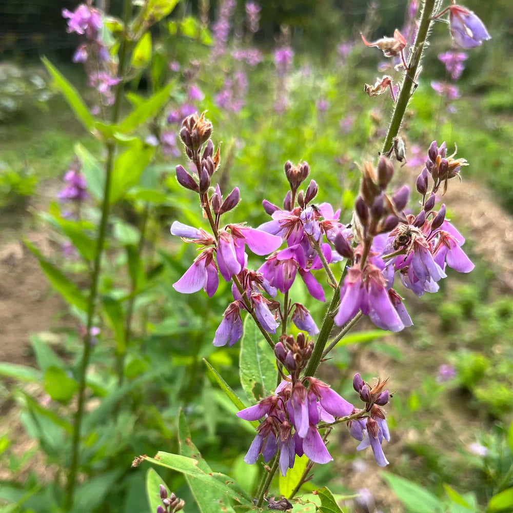 Showy Tick Trefoil Flower seeds for Planting, Fragrant Blossoms Heirloom & GMO Free Seeds for Home Garden
