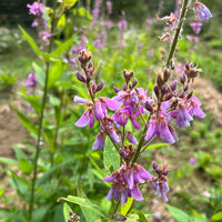 Showy Tick Trefoil Flower seeds for Planting, Fragrant Blossoms Heirloom & GMO Free Seeds for Home Garden