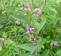 Showy Tick Trefoil Flower seeds for Planting, Fragrant Blossoms Heirloom & GMO Free Seeds for Home Garden