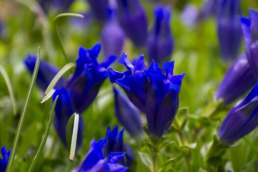 Purple Blue Gentian Flower Seeds – Vibrant Colors Heirloom & NonGMO Seeds for Home Garden
 
 Sale