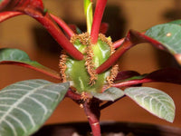 Euphorbia Leuconeura Flower seeds for Planting Wildflower Mix Heirloom & GMO Free Seeds for Home Garden 
 
 Sale