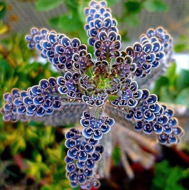 Daigremontiana Flower seeds for Planting Premium Quality Heirloom & GMO Free Seeds for Home Garden