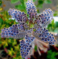 Daigremontiana Flower seeds for Planting Premium Quality Heirloom & GMO Free Seeds for Home Garden