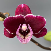 Burgundy White Phalaenopsis Orchids Seeds Flower seeds for Planting Garden Essential Heirloom & GMO Free Seeds For Home Garden 
 
 Sale