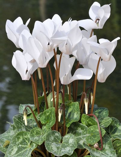 White Cyclamen Flower seeds for Planting - Drought Tolerant, Heirloom & GMO Free Seeds for Home Garden
 
 Sale for planting in home garden.