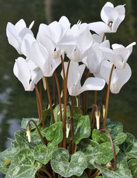 White Cyclamen Flower seeds for Planting - Drought Tolerant, Heirloom & GMO Free Seeds for Home Garden
 
 Sale for planting in home garden.