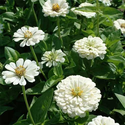 White Yellow Zinnia Flower seeds for Planting Cut Flower Favorite Heirloom & GMO Free Seeds for Home Garden