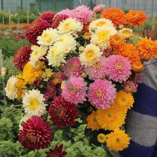 Mixed Colors Chrysanthemum Flower seeds for Planting - Cut Flower Favorite, Heirloom & GMO Free Seeds for Home Garden