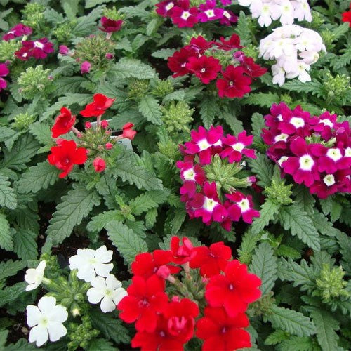 Verbena Dwarf Mix Flower Seeds for Planting  Vibrant Annual Blooms