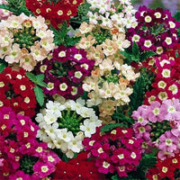 Mixed Verbena Flower seeds for Planting - Fragrant Blossoms, Heirloom & GMO Free Seeds for Home Garden