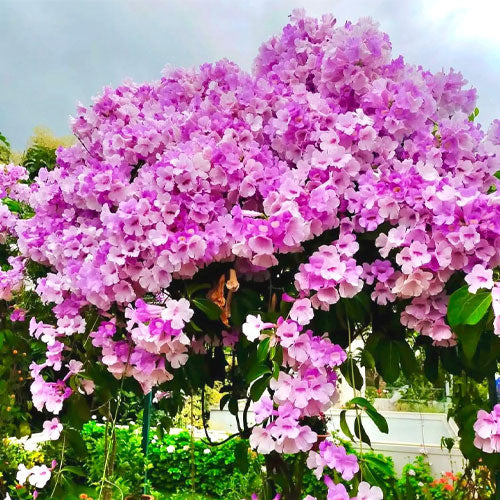 Mixed Liana Flower seeds for Planting - Colorful Display, Heirloom & GMO Free Seeds for Home Garden