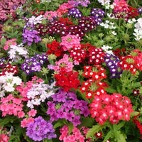 Mixed-Color Verbena Flower Seeds for Planting