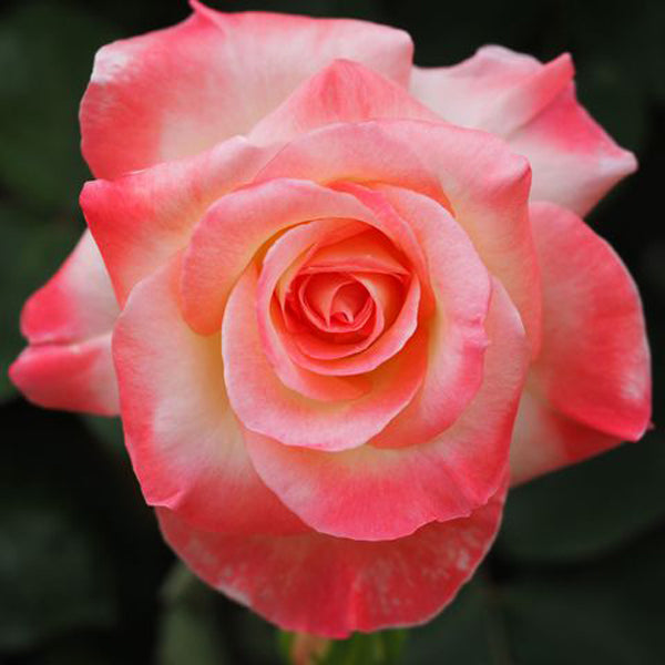Pink Wales Rose Flower seeds for Planting - Premium Quality, Heirloom & GMO Free Seeds for Home Garden