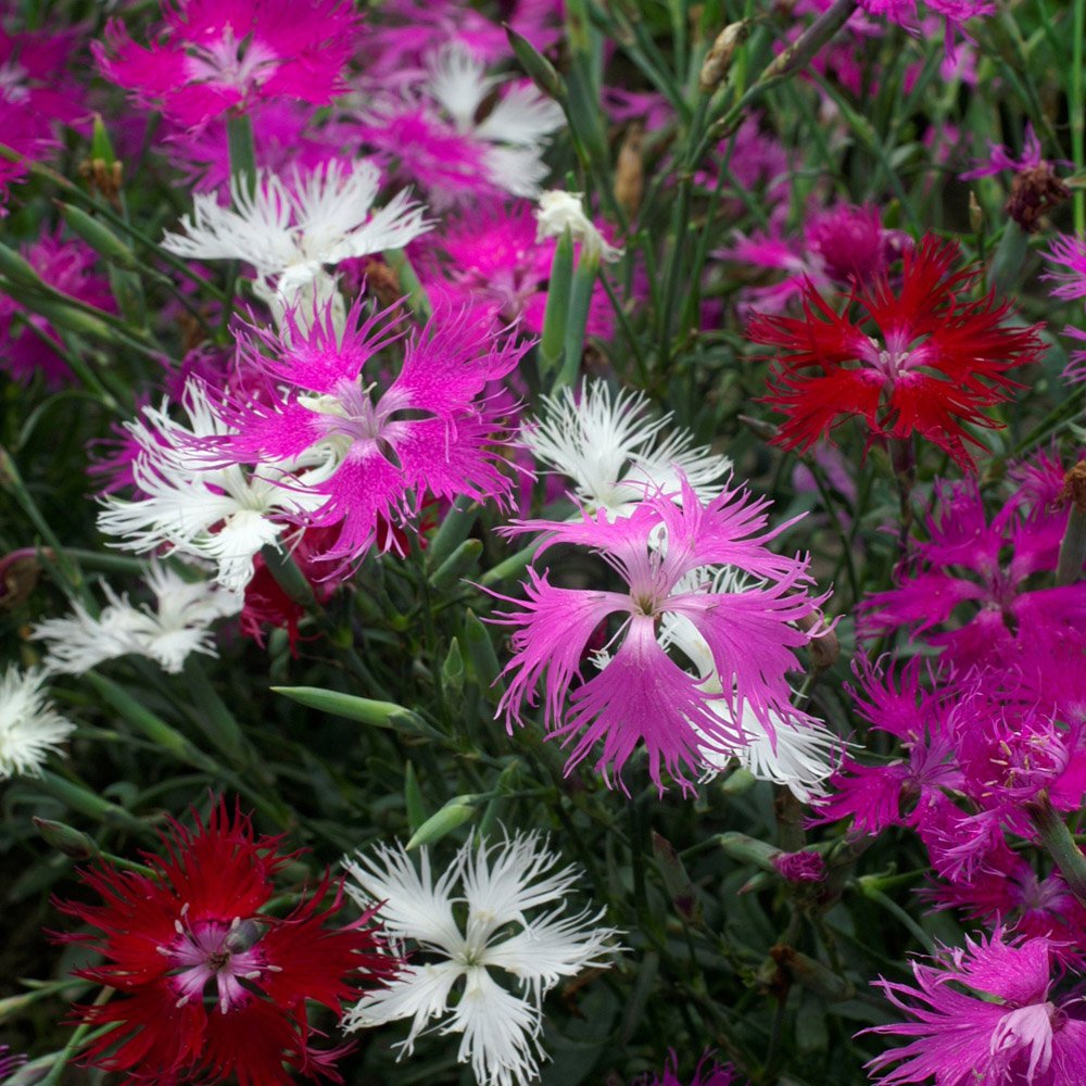 Dianthus Spooky Flower seeds for Planting Shade Tolerant Heirloom & GMO Free Seeds for Home Garden