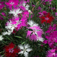Dianthus Spooky Flower seeds for Planting Shade Tolerant Heirloom & GMO Free Seeds for Home Garden