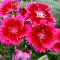 Pink Dianthus Caryophyllus Flower Seeds for Planting Drought Tolerant Heirloom & GMO Free Seeds for Home Garden
 
 Sale