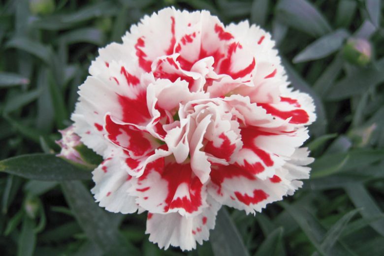 Red White Carnations Flower seeds for Planting Seasonal Bloomer Heirloom & GMO Free Seeds for Home Garden 
 
 Sale