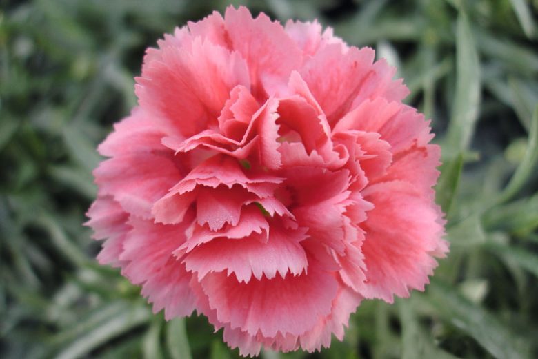 Pink Caryophyllus Flower seeds for Planting - Shade Tolerant, Heirloom & GMO Free Seeds for Home Garden