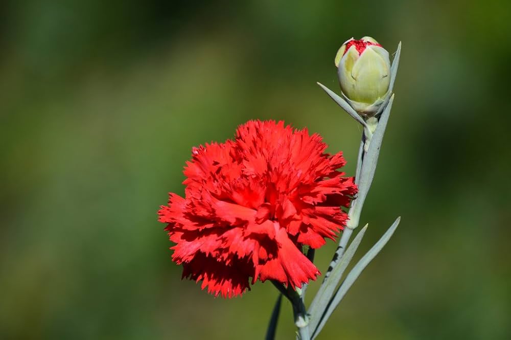 Red Dianthus planted along garden border