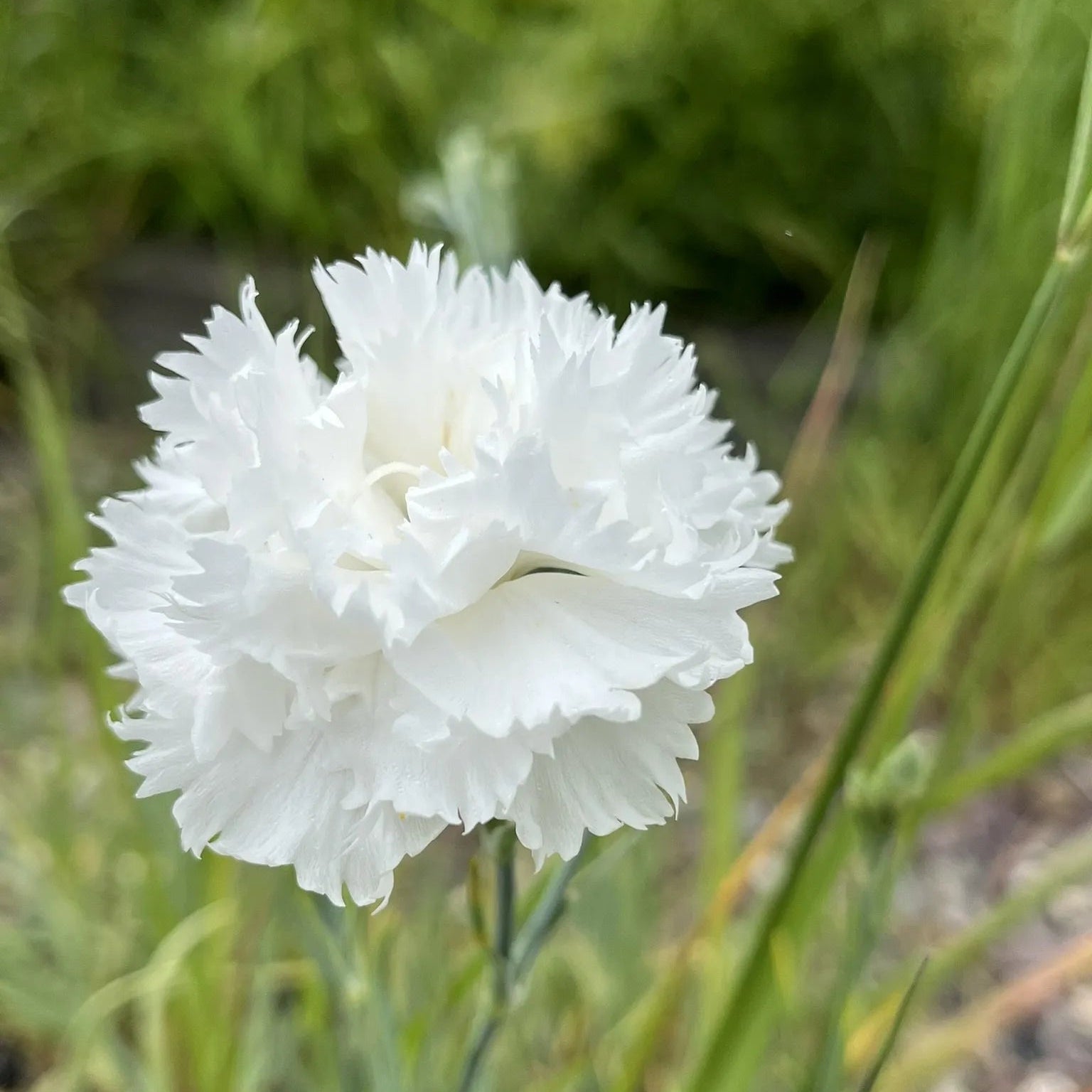 Caryophyllus Flower seeds for Planting - Sun Loving, Heirloom & GMO Free Seeds for Home Garden