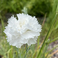 Caryophyllus Flower seeds for Planting - Sun Loving, Heirloom & GMO Free Seeds for Home Garden