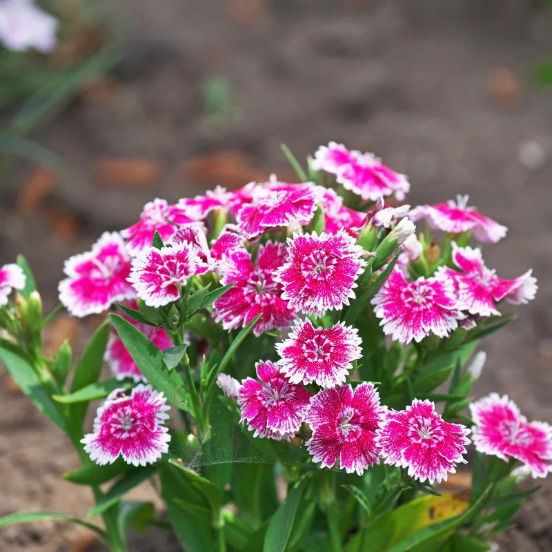 Pink White Dianthus Flower seeds for Planting - Hardy Variety, Heirloom & GMO Free Seeds for Home Garden