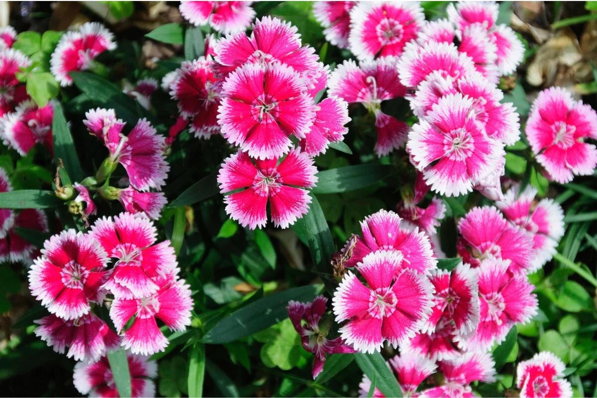 Dianthus Maiden Pink Seeds for Planting home garden flower bed