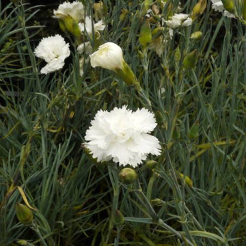 White Crimson Rim Flower seeds for Planting - Pollinator Friendly, Heirloom & GMO Free Seeds for Home Garden
