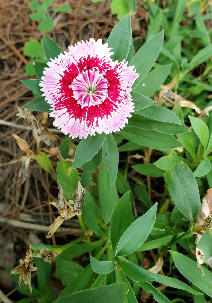 Dianthus Flower seeds for Planting Drought Tolerant Heirloom & GMO Free Seeds for Home Garden