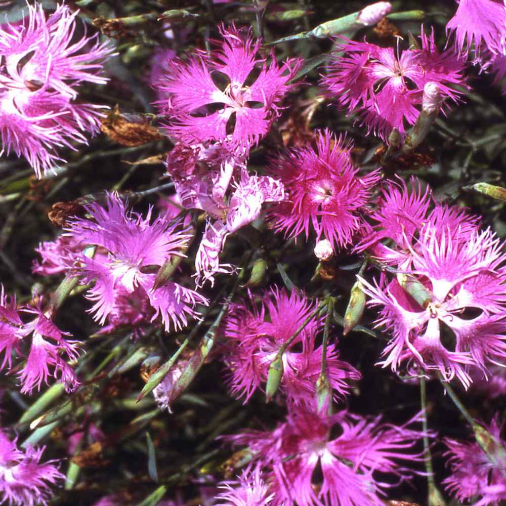 Pink Dianthus Superbus Planting Seeds  Perfect for Gardens
