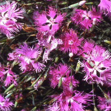 Pink Dianthus Superbus Planting Seeds  Perfect for Gardens